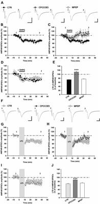 mGluR1-Dependent Long Term Depression in Rodent Midbrain Dopamine Neurons Is Regulated by Neuregulin 1/ErbB Signaling